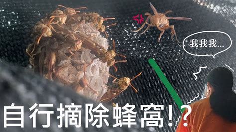 房子有蜂窩|蜂窩危機！自保全攻略